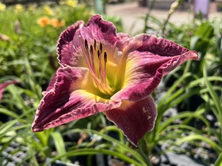 Summer Wine Daylily - Container