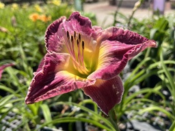 [HEMSUMWINE001GL] Summer Wine Daylily - Container