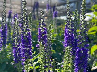 Sunny Border Blue Speedwell