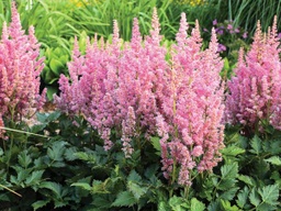 [ASTCHIVSNPK001GL] Visions in Pink Astilbe