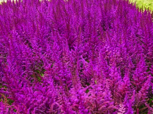 Visions in Red Astilbe - Container