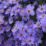 Wood's Blue Aster - Container