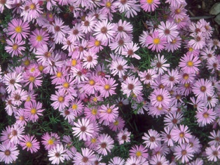 Wood's Pink Aster - Container #1
