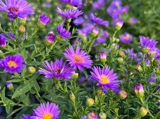 Wood's Purple Aster - Container #1