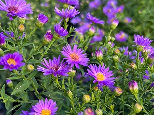 Wood's Purple Aster - Container