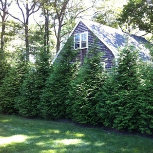Green Giant Arborvitae