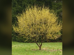 Golden Glory Dogwood