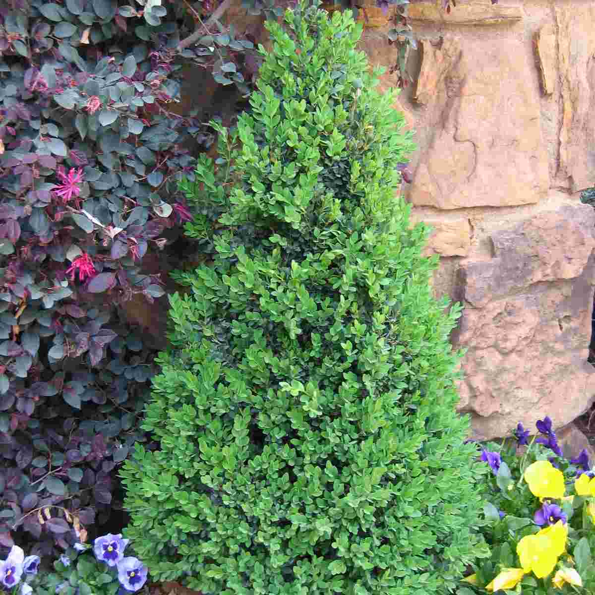 Green Valley Boxwood