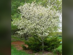 [AMEGRAAUTU15GLSFT] Autumn Brilliance Serviceberry TF - Container