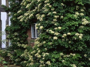 Climbing Hydrangea - Container