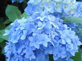 Nikko Blue Hydrangea - Container