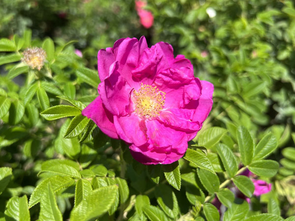 Purple Pavement Rose - Container