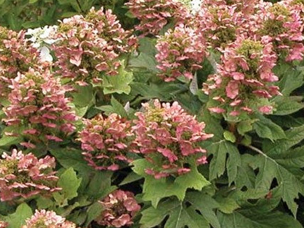 Queen of Heart Hydrangea - Container