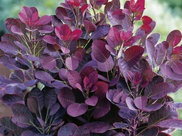 Royal Purple Smokebush - Container