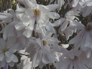 Royal Star Magnolia - Container