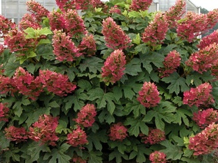 Ruby Slippers Hydrangea - Container