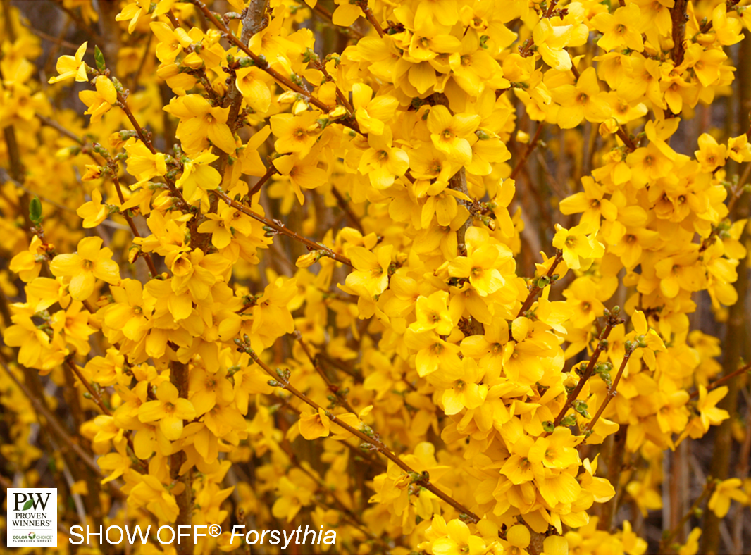 Show Off Forsythia - Container