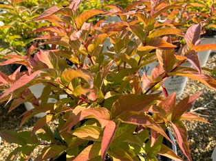 Kodiak Honeysuckle Orange - Container