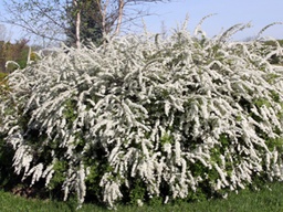 Grefsheim Spirea - Container