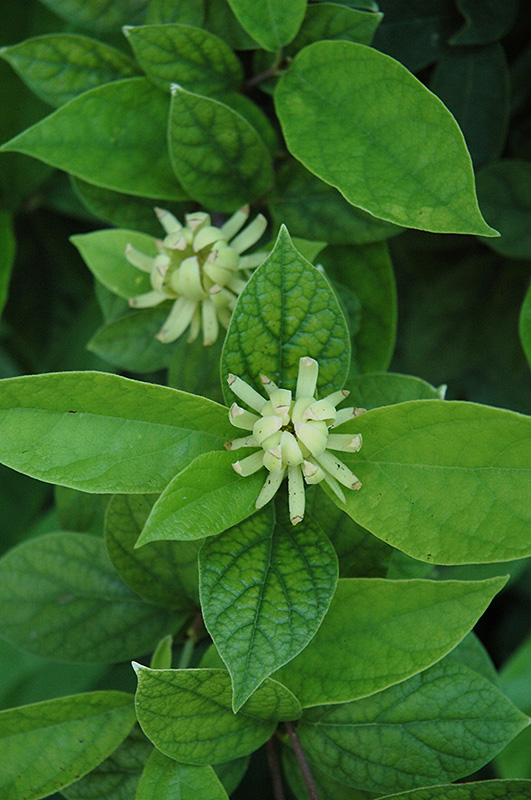 Athens Sweetshrub - Container