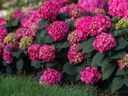 Summer Crush Hydrangea - Container