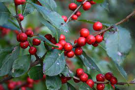 Stoplight Holly - Container