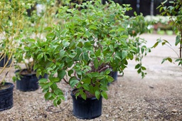 [CORSERBERG5GLSHR] Bergeson Compact Dogwood - Container