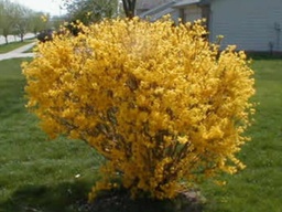 [FORGARSUNR5GLSHR] Sunrise Forsythia - Container