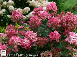 [HYDPAFIRL5GLSHR] Fire Light Hydrangea - Container