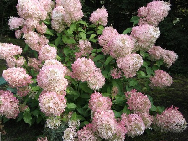 Mega Pearl Hydrangea - Container