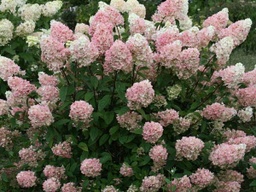 Strawberry Sundae Hydrangea - Container