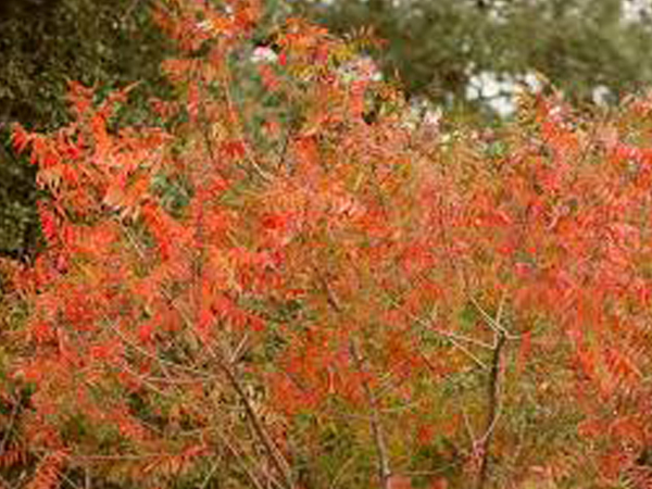 Prairie Flame Sumac - Container