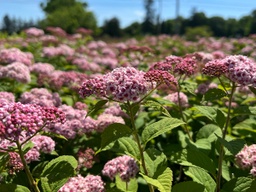 Pink-a-licious Spirea - Container