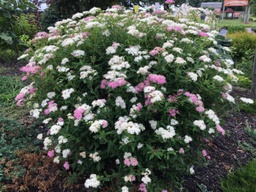 [SPIJABEAV5GLSHR] Beaver Creek Pride Spirea - Container