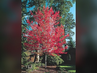 Red Sunset Maple - Container