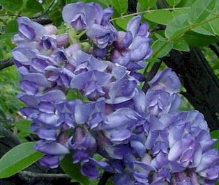 Amethyst Falls Wisteria - Container