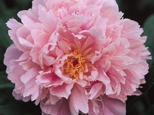 Sarah Bernhardt Peony Pink